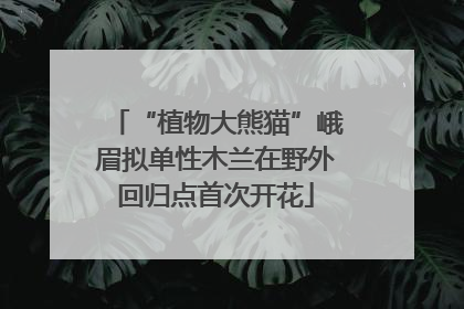 “植物大熊猫”峨眉拟单性木兰在野外回归点首次开花