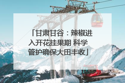 甘肃甘谷：辣椒进入开花挂果期 科学管护确保大田丰收