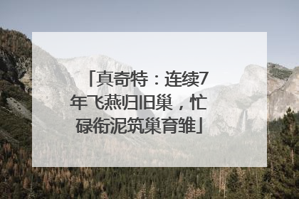 真奇特：连续7年飞燕归旧巢，忙碌衔泥筑巢育雏
