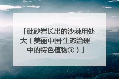 砒砂岩长出的沙棘用处大（美丽中国·生态治理中的特色植物③）