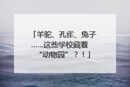 羊驼、孔雀、兔子……这些学校藏着 “动物园”？！