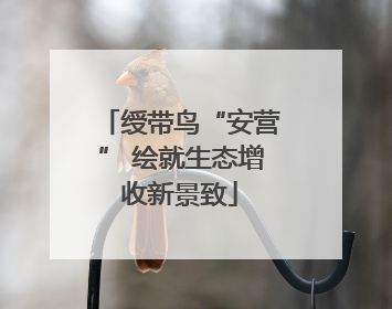 绶带鸟“安营” 绘就生态增收新景致