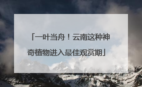 一叶当舟！云南这种神奇植物进入最佳观赏期