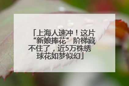 上海人速冲！这片“新娘捧花”阶梯藏不住了，近5万株绣球花如梦似幻