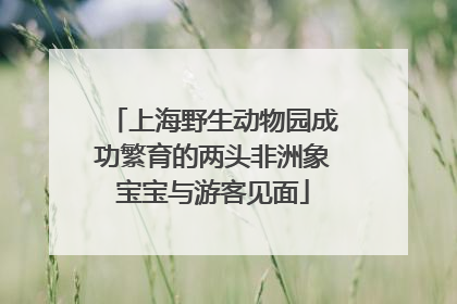 上海野生动物园成功繁育的两头非洲象宝宝与游客见面