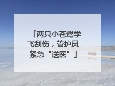 两只小苍鹭学飞刮伤，管护员紧急“送医”