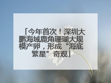 今年首次！深圳大鹏海域鹿角珊瑚大规模产卵，形成“海底繁星”奇观