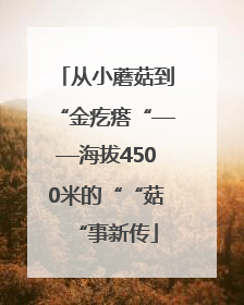 从小蘑菇到“金疙瘩“——海拔4500米的““菇“事新传