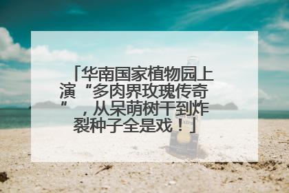 华南国家植物园上演“多肉界玫瑰传奇”，从呆萌树干到炸裂种子全是戏！