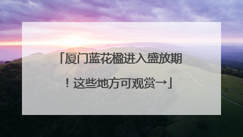 厦门蓝花楹进入盛放期！这些地方可观赏→
