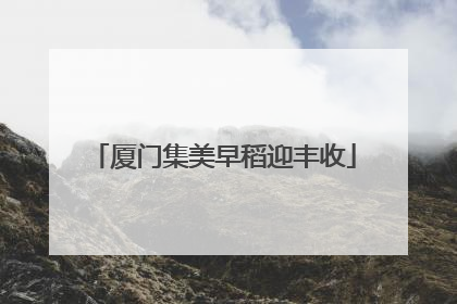 厦门集美早稻迎丰收