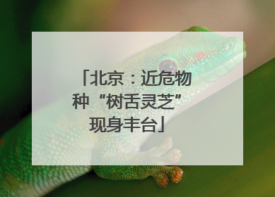 北京：近危物种“树舌灵芝”现身丰台