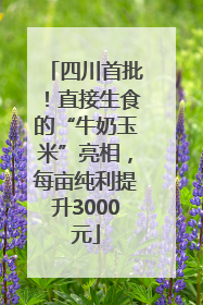 四川首批！直接生食的“牛奶玉米”亮相，每亩纯利提升3000元