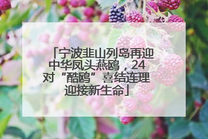 宁波韭山列岛再迎中华凤头燕鸥，24对“酷鸥”喜结连理迎接新生命