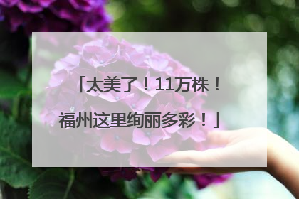 太美了！11万株！福州这里绚丽多彩！