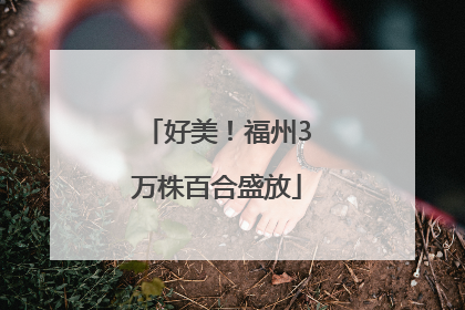 好美！福州3万株百合盛放
