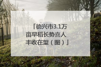 德兴市3.1万亩早稻长势喜人 丰收在望（图）