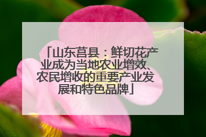 山东莒县：鲜切花产业成为当地农业增效、农民增收的重要产业发展和特色品牌