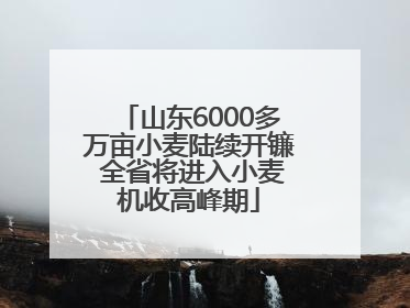 山东6000多万亩小麦陆续开镰 全省将进入小麦机收高峰期