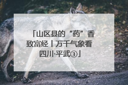 山区县的“药”香致富经丨万千气象看四川·平武③
