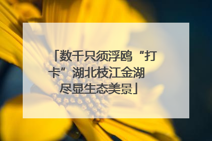 数千只须浮鸥“打卡”湖北枝江金湖 尽显生态美景
