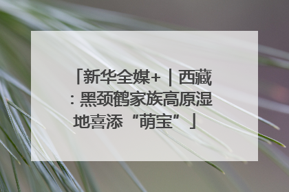 新华全媒+｜西藏：黑颈鹤家族高原湿地喜添“萌宝”