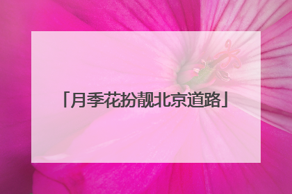 月季花扮靓北京道路