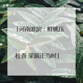 河南淮滨：鲜桃压枝香 采摘正当时
