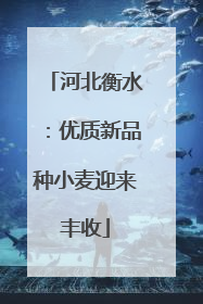 河北衡水：优质新品种小麦迎来丰收