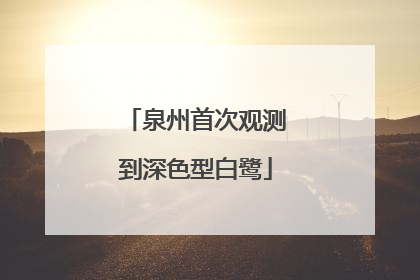 泉州首次观测到深色型白鹭