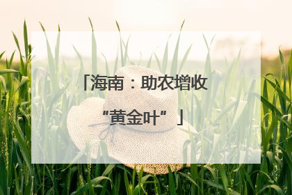 海南：助农增收 “黄金叶”