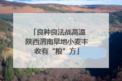 良种良法战高温 陕西渭南旱地小麦丰收有“粮”方