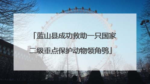蓝山县成功救助一只国家二级重点保护动物领角鸮