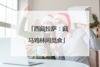 西藏拉萨：藏马鸡林间觅食