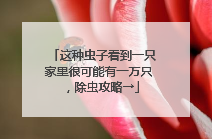 这种虫子看到一只家里很可能有一万只，除虫攻略→