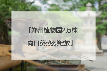 郑州植物园2万株向日葵热烈绽放
