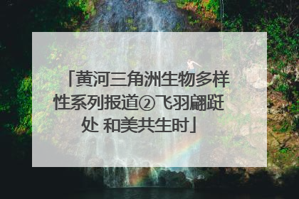 黄河三角洲生物多样性系列报道②飞羽翩跹处 和美共生时