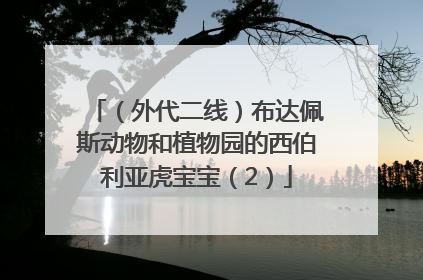 （外代二线）布达佩斯动物和植物园的西伯利亚虎宝宝（2）